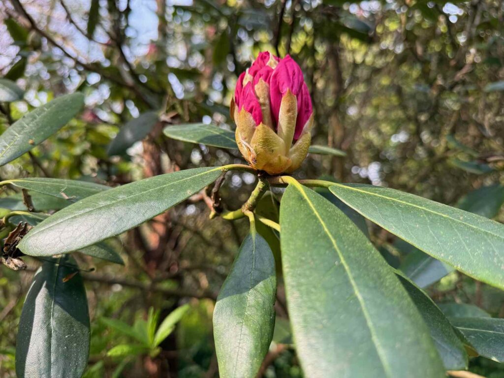 Celles-parc-de-la-Feuillerie-rhododendron-bouton