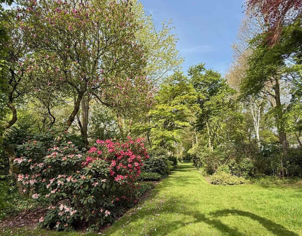 Celles-parc-de-la-Feuillerie-rhododendron-dans-allee