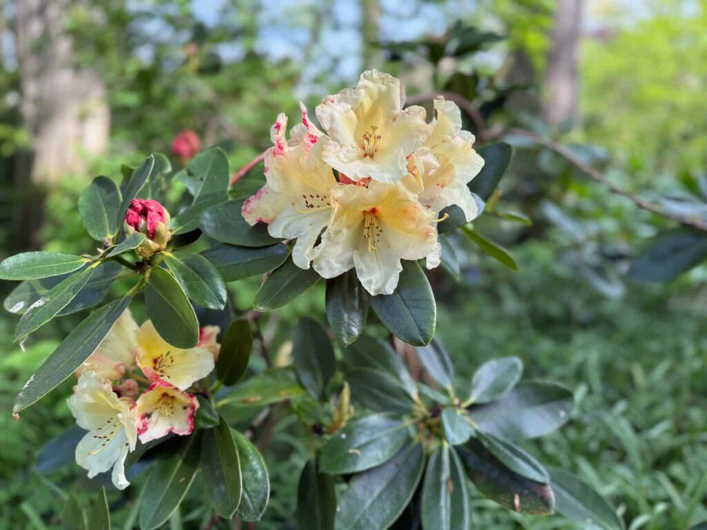 Celles-parc-de-la-Feuillerie-rhododendron-jaune
