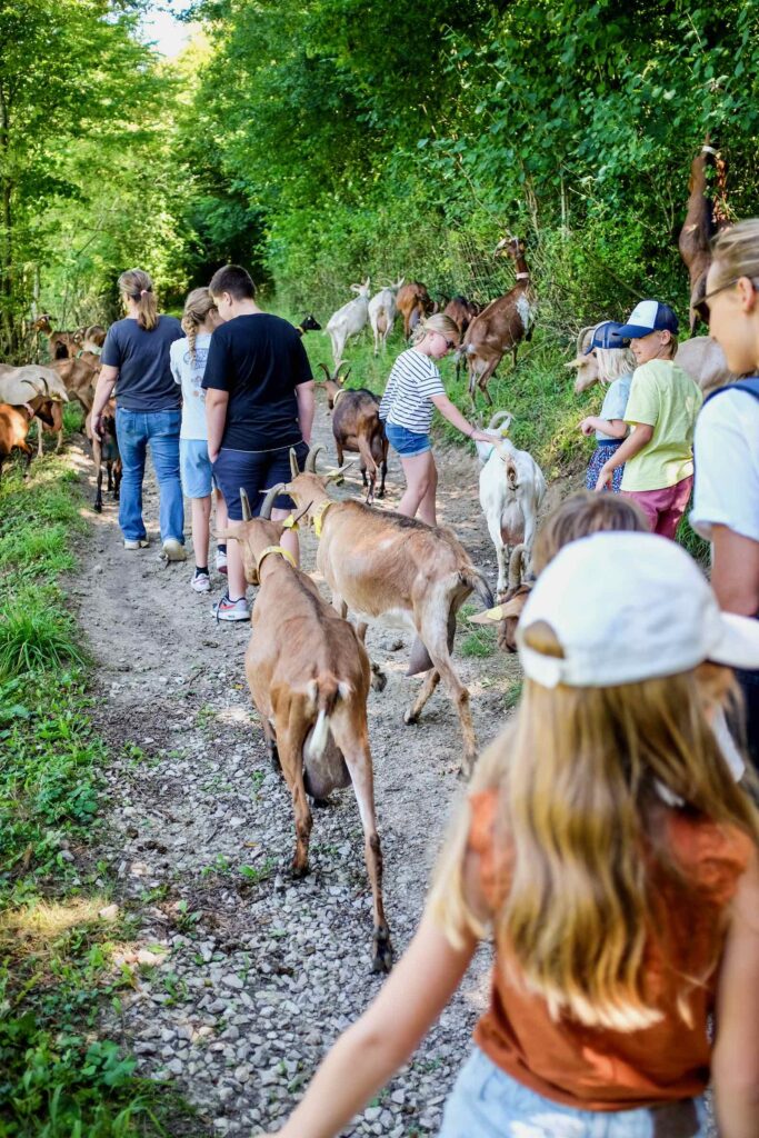 Transhumance de Fressin