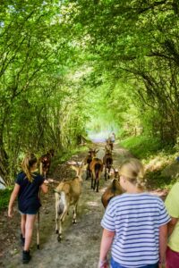 Transhumance de Fressin
