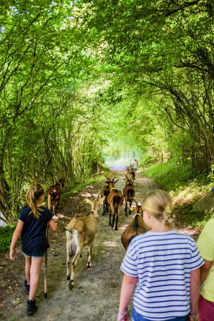 Transhumance de Fressin