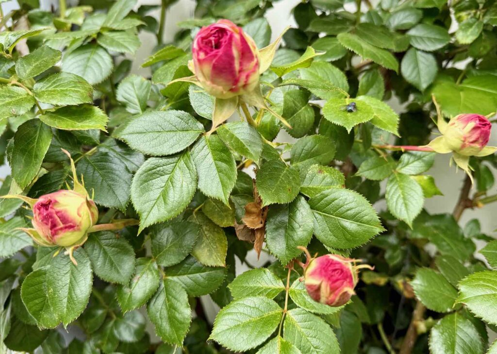 Doudeauville-Jardin-de-la-Maison-des-champs-boutons-roses