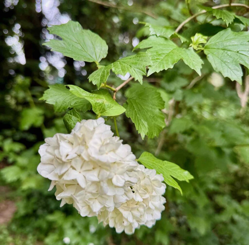 Doudeauville-Jardin-de-la-Maison-des-champs-hortensia