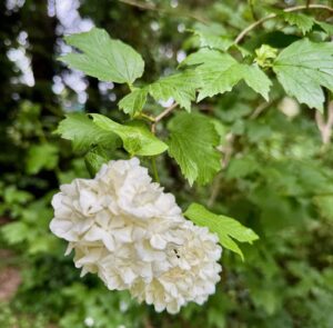 Doudeauville-Jardin-de-la-Maison-des-champs-hortensia