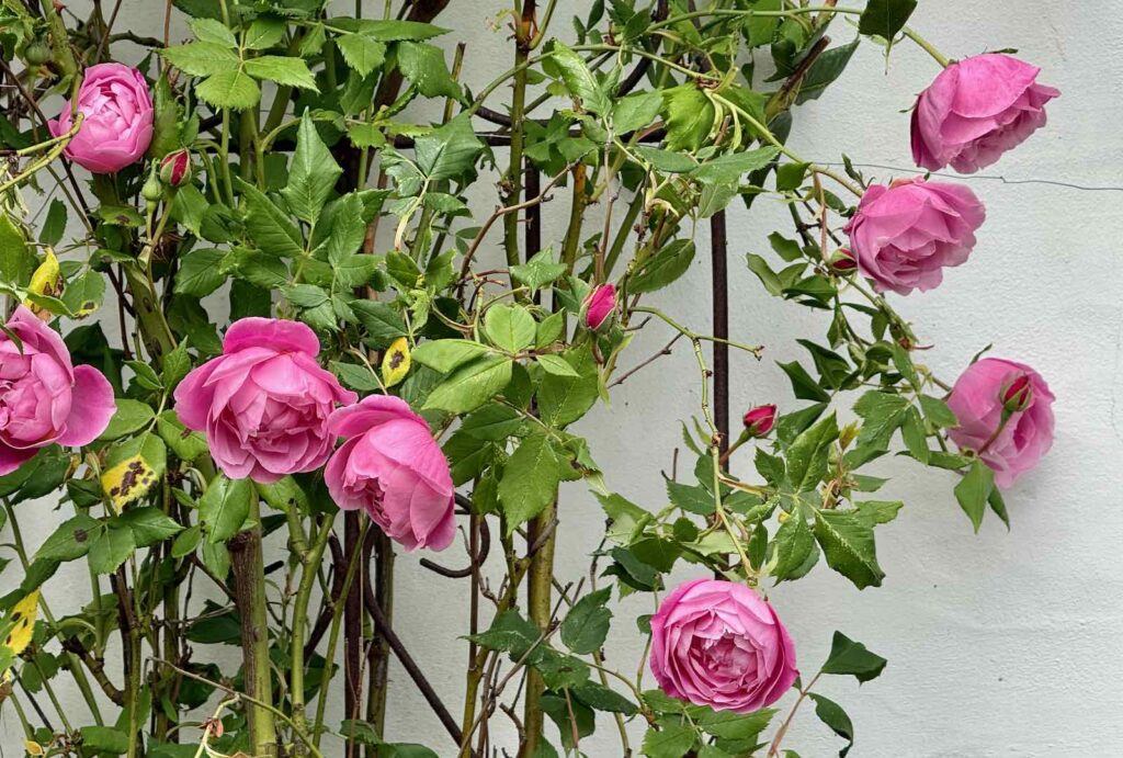 Doudeauville-Jardin-de-la-Maison-des-champs-roses