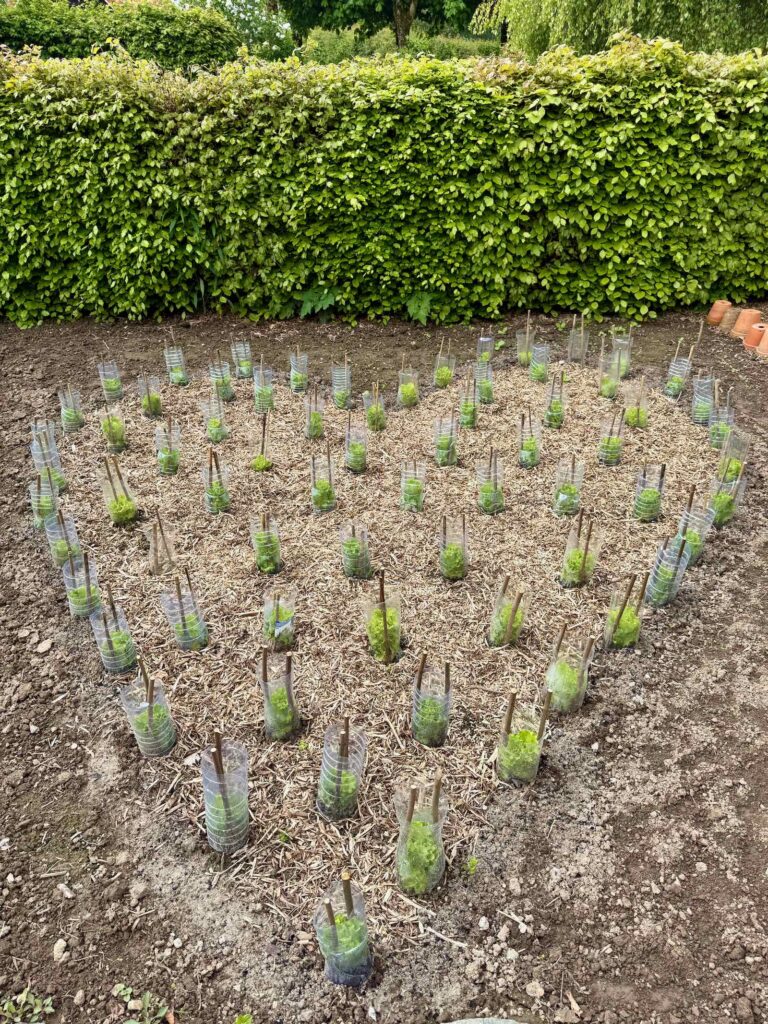 Doudeauville-Jardin-de-la-Maison-des-champs-salades-en-coeur