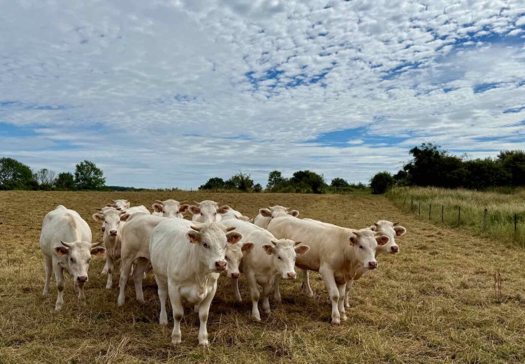 EuroVelo3-Thierache-Beaurain-vaches