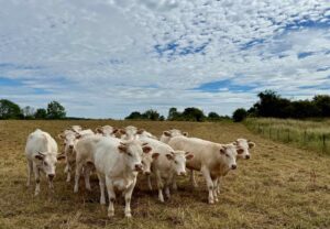 EuroVelo3-Thierache-Beaurain-vaches