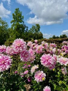 Chateau-d-Enghien-dahlias