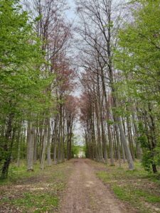 Chateau-de-Belœil-allee-boisee