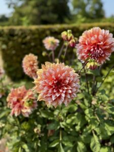 DAHLIAS CACTUS BICOLORES I