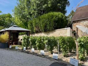 Maison-de-champagne-Leveque-Dehan-vigne-educative