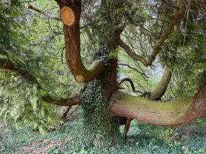Wallonie-chateau-d-Attre-arbre-remarquable