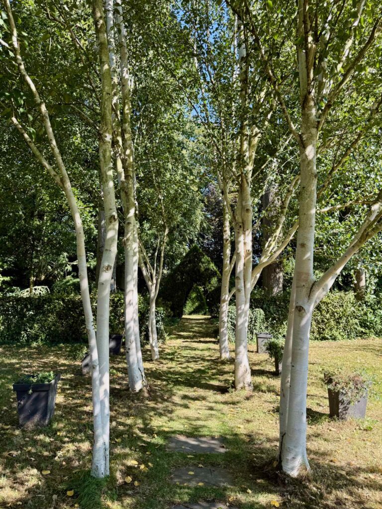 Les-Jardins-de-Maizicourt-bouleaux