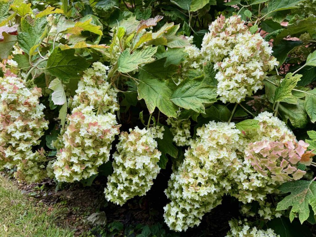 Les-Jardins-de-Maizicourt-fleurs-en-grappes