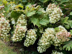 Les-Jardins-de-Maizicourt-fleurs-en-grappes