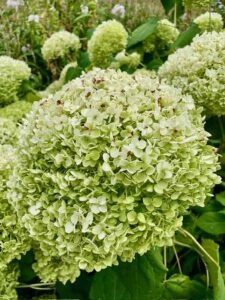 Les-Jardins-de-Maizicourt-hydrangea