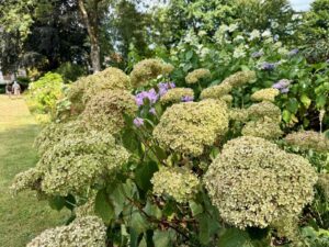 Les-Jardins-de-Maizicourt-hydrangea-Annabelle
