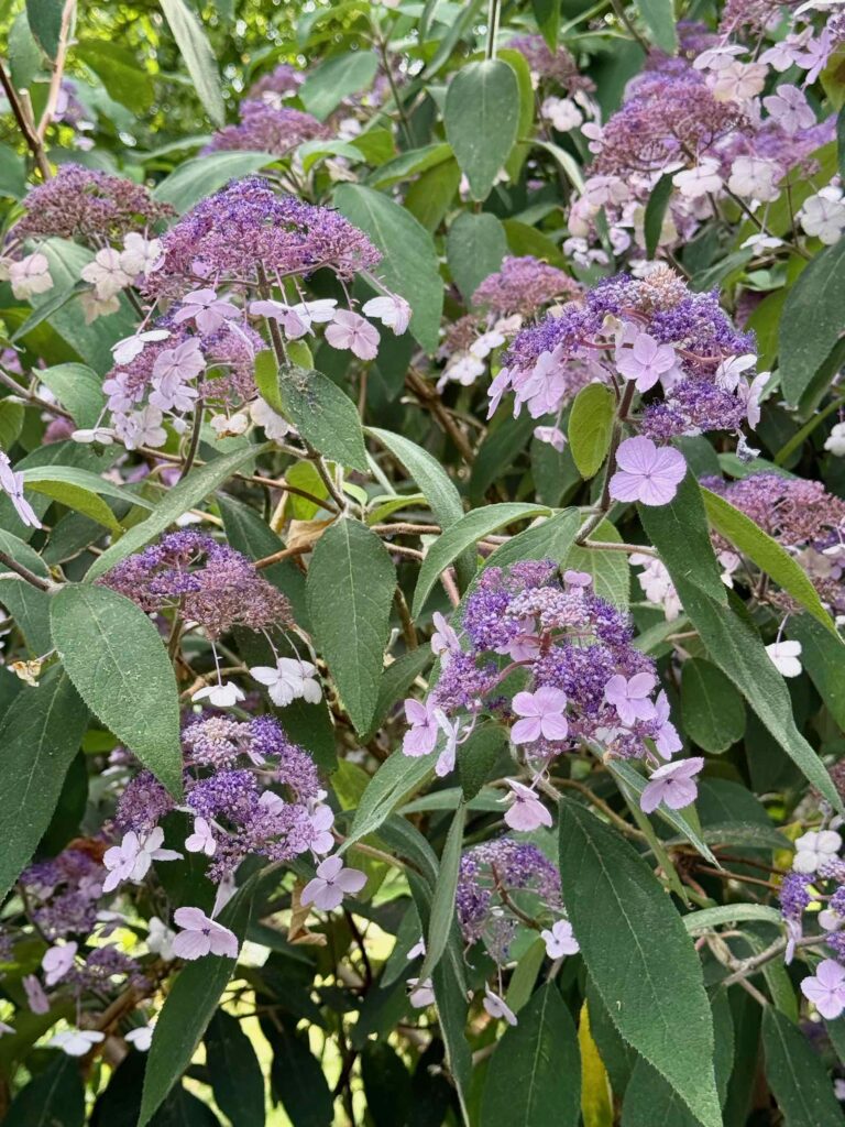 Les-Jardins-de-Maizicourt-hydrangea-mauve
