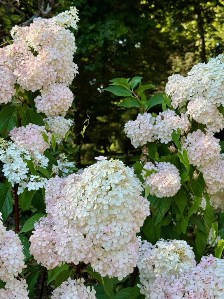 Les-Jardins-de-Maizicourt-hydrangea-paniculata