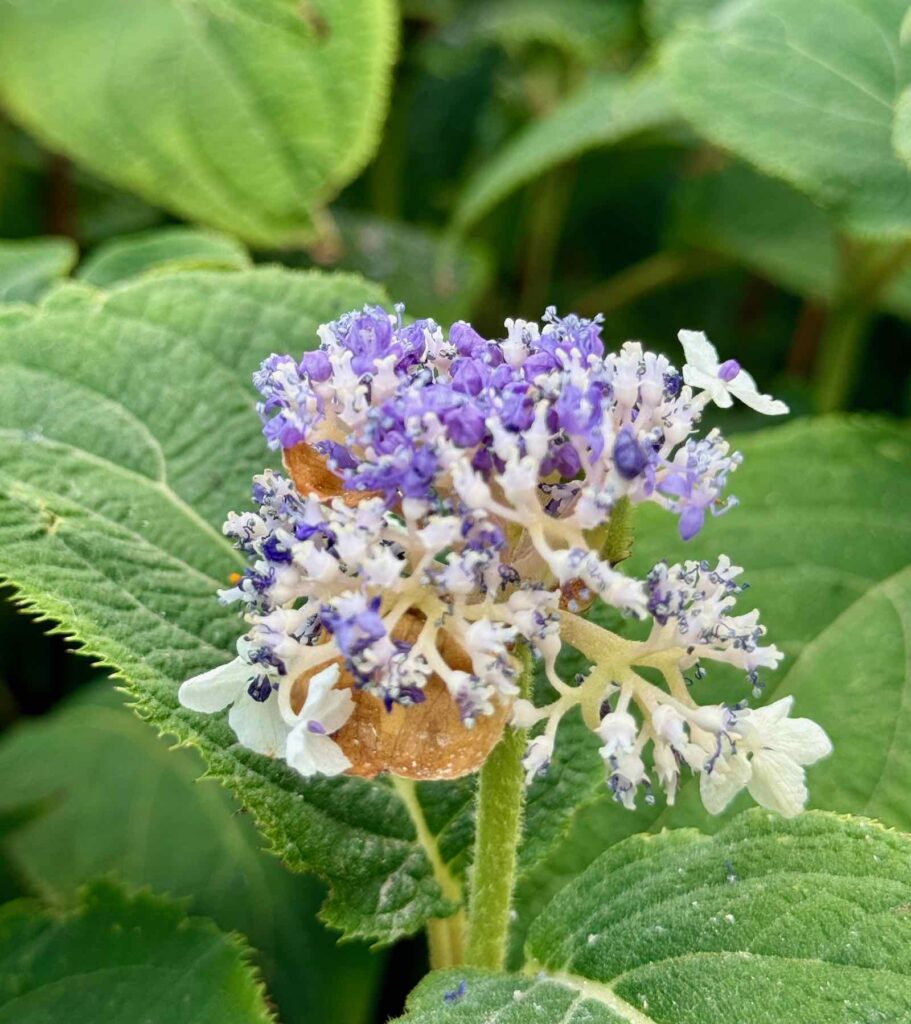 Les-Jardins-de-Maizicourt-hydrangeas