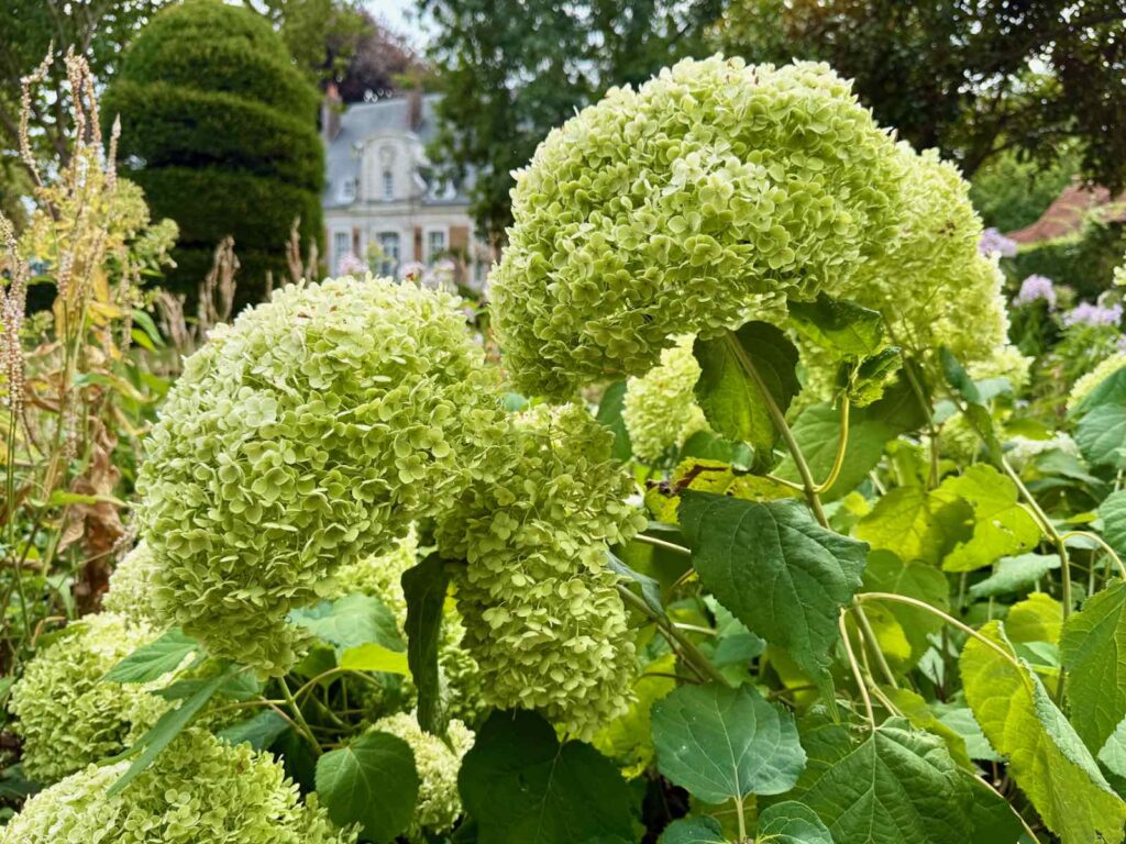 Les-Jardins-de-Maizicourt-hydrangeas-Annabelle