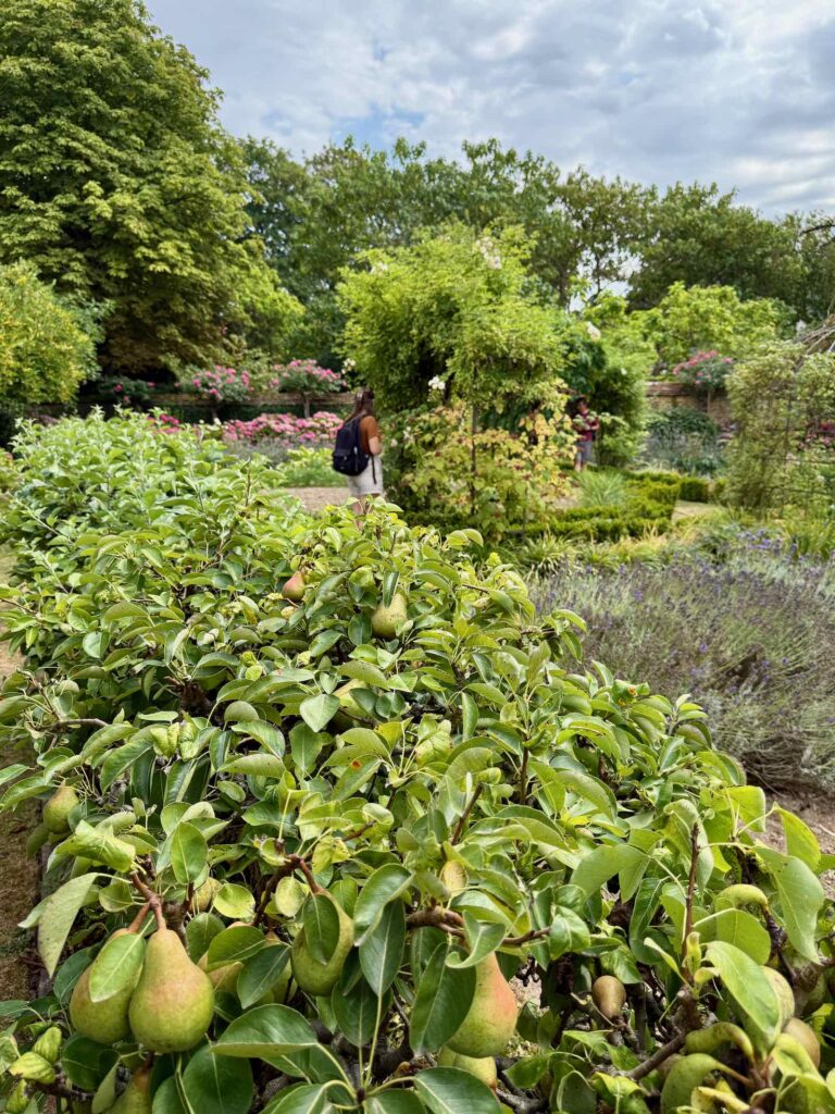 Les-Jardins-de-Maizicourt-poiriers