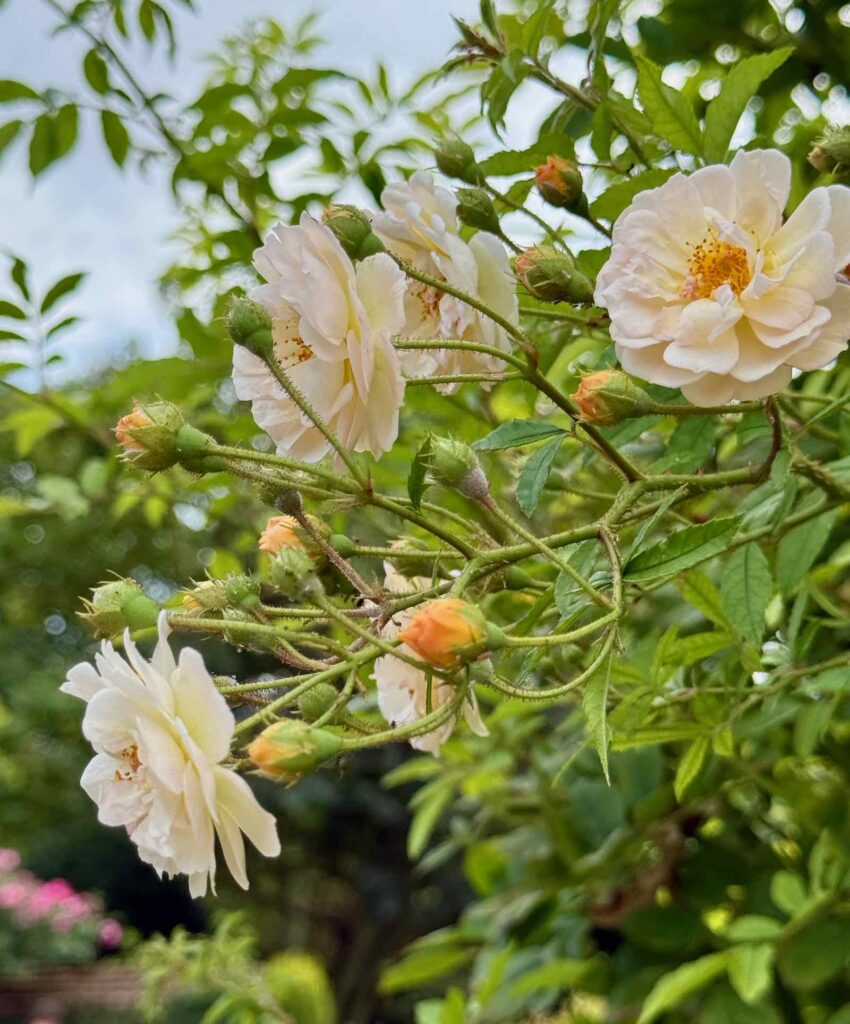 Les-Jardins-de-Maizicourt-roses