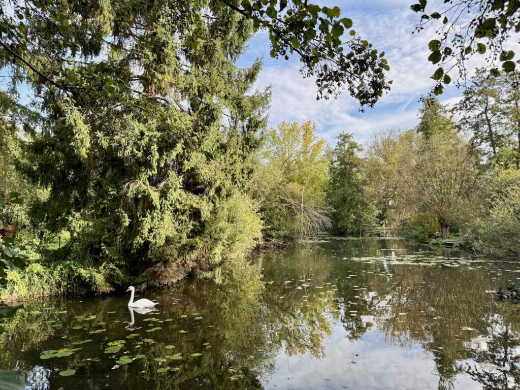 Amiens-hortillonnages-D-Une-Ile-a-l-autre-cygne